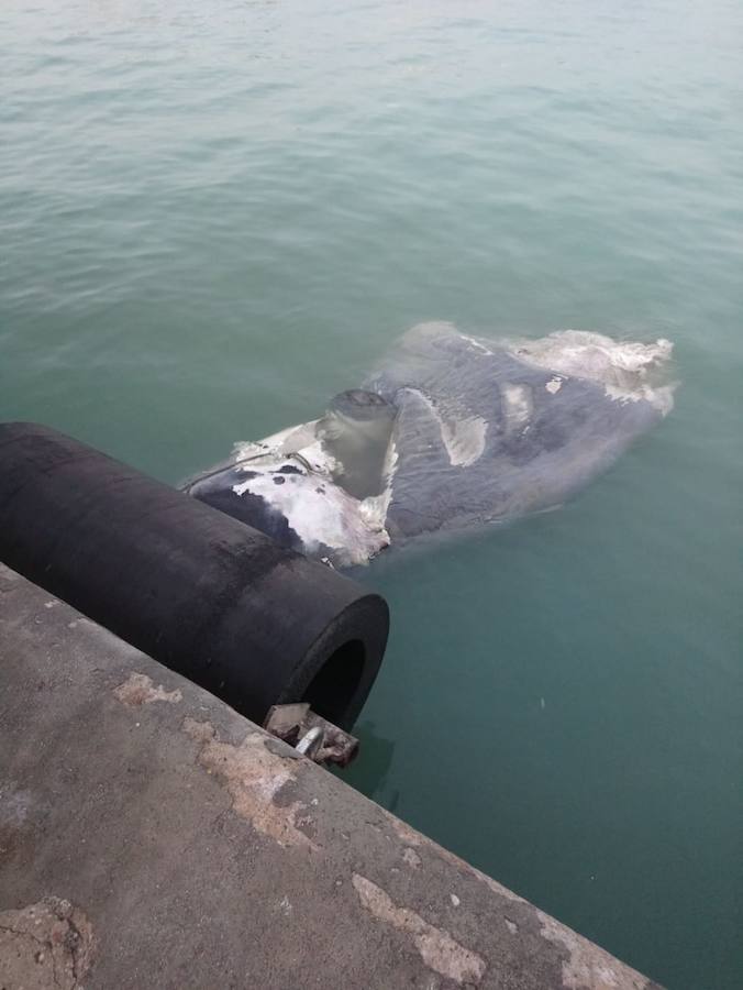 l cadáver del cetáceo se soltó de la popa y parte del cuerpo fue hallado en aguas de la dársena de Levante