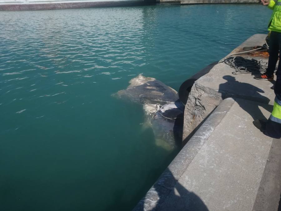 l cadáver del cetáceo se soltó de la popa y parte del cuerpo fue hallado en aguas de la dársena de Levante