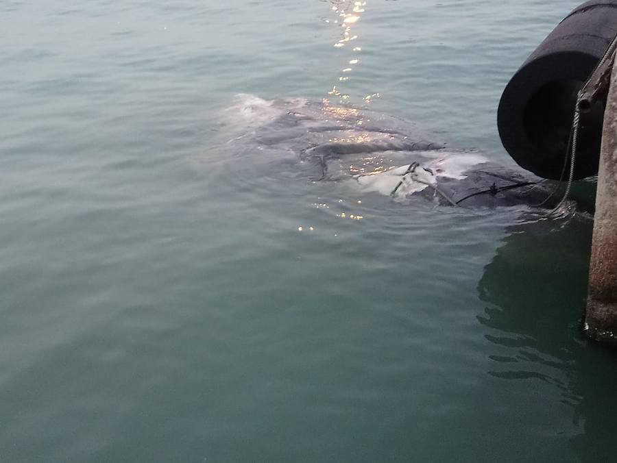 l cadáver del cetáceo se soltó de la popa y parte del cuerpo fue hallado en aguas de la dársena de Levante