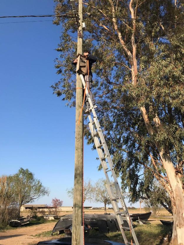 Un voluntario instala una caja nido en lo alto de un poste de luz en el Port. 