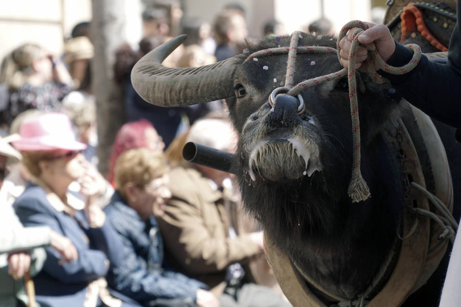 Las Fiestas de Moros y Cristianos en honor a San Jorge están declaradas de Interés Turístico Internacional desde 1980, y consideradas como la cuna de cuantas se celebran a lo largo y ancho de la Comunidad Valenciana. Conmemoran los hechos históricos que tuvieron lugar en 1276, relacionados con las sublevaciones de los musulmanes que habitaban la zona y que dieron origen al patronazgo de San Jorge, al que la tradición atribuye su intervención en defensa de los nuevos pobladores, con ocasión del ataque que sufrieron y en cuya batalla murió el caudillo Al-Azraq.