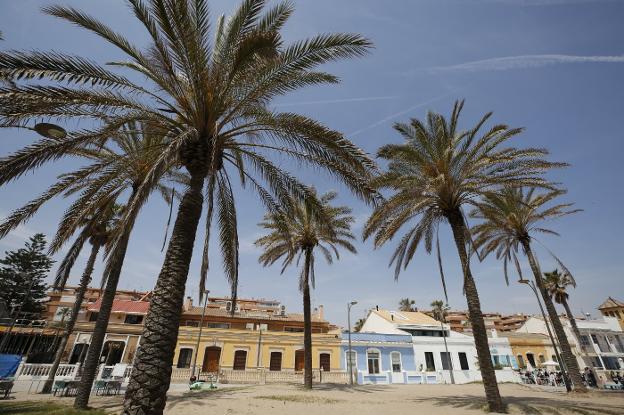 Las palmeras que van a ser tratadas y, pintada de azul, la casa donde vive Elvira Roda. 