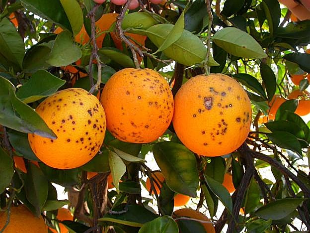 Naranjas con manchas producidas por el hongo 'Guignardia'. 