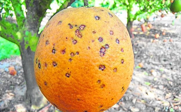 Naranja plagada de manchas con orificios a causa del hongo 'Guignardia citricarpa', que puede llegar a la citricultura española. 