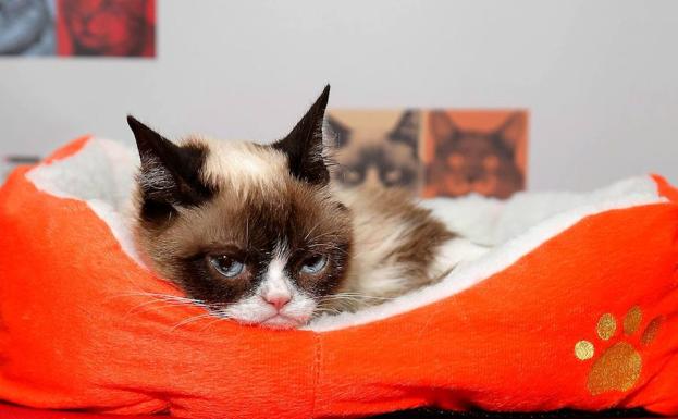 Imagen principal - Grumpy Cat | Muere la gata gruñona más famosa de internet