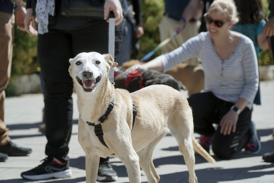 Unos 40 perros de todo tipo han desfilado este domingo en la plaza exterior del Bioparc de Valencia en busca de una familia que los adopte. Se trataba de la 14 edición de esta acción solidaria organizada por A.U.P.A (Adopta Un Perro Abandonado) y BIOPARC Valencia. Más información en adoptaunperroabandonado.es