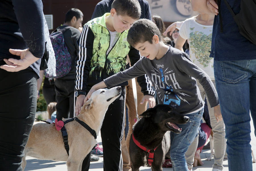 Unos 40 perros de todo tipo han desfilado este domingo en la plaza exterior del Bioparc de Valencia en busca de una familia que los adopte. Se trataba de la 14 edición de esta acción solidaria organizada por A.U.P.A (Adopta Un Perro Abandonado) y BIOPARC Valencia. Más información en adoptaunperroabandonado.es