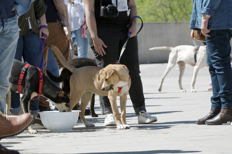 Unos 40 perros de todo tipo han desfilado este domingo en la plaza exterior del Bioparc de Valencia en busca de una familia que los adopte. Se trataba de la 14 edición de esta acción solidaria organizada por A.U.P.A (Adopta Un Perro Abandonado) y BIOPARC Valencia. Más información en adoptaunperroabandonado.es