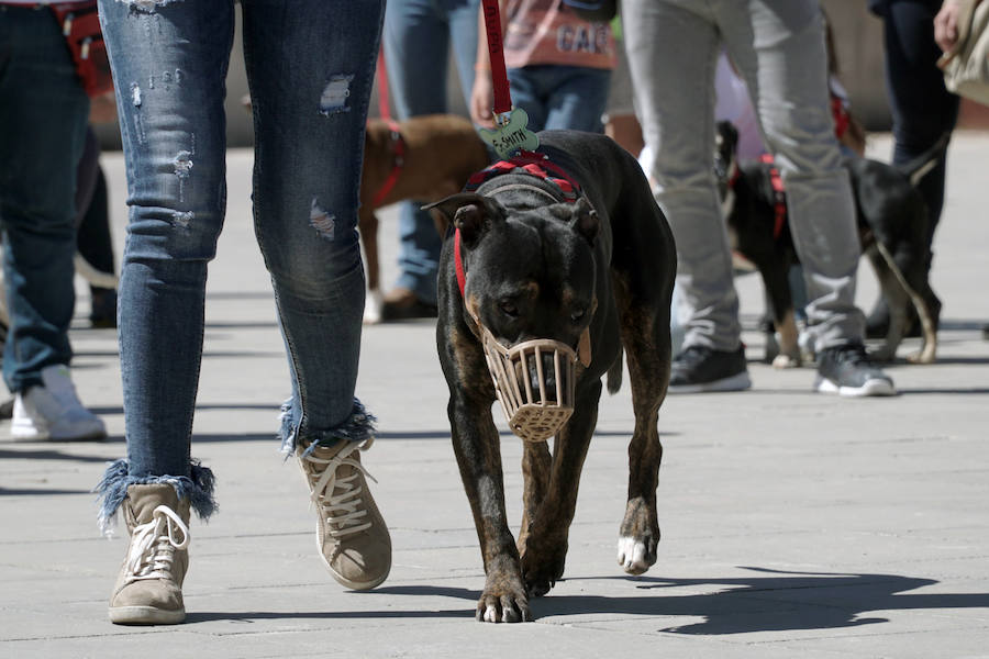 Unos 40 perros de todo tipo han desfilado este domingo en la plaza exterior del Bioparc de Valencia en busca de una familia que los adopte. Se trataba de la 14 edición de esta acción solidaria organizada por A.U.P.A (Adopta Un Perro Abandonado) y BIOPARC Valencia.