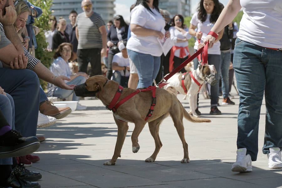 Unos 40 perros de todo tipo han desfilado este domingo en la plaza exterior del Bioparc de Valencia en busca de una familia que los adopte. Se trataba de la 14 edición de esta acción solidaria organizada por A.U.P.A (Adopta Un Perro Abandonado) y BIOPARC Valencia.