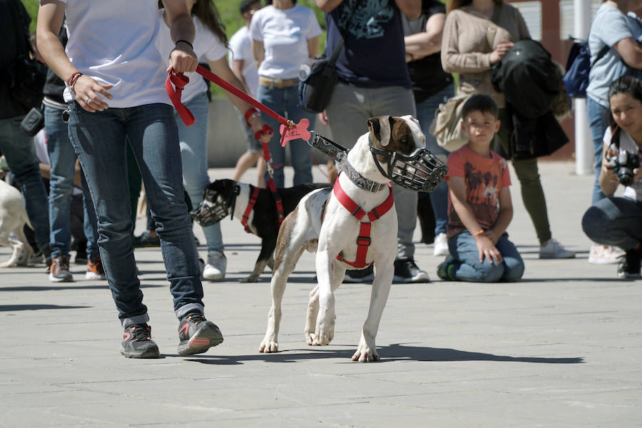 Unos 40 perros de todo tipo han desfilado este domingo en la plaza exterior del Bioparc de Valencia en busca de una familia que los adopte. Se trataba de la 14 edición de esta acción solidaria organizada por A.U.P.A (Adopta Un Perro Abandonado) y BIOPARC Valencia.