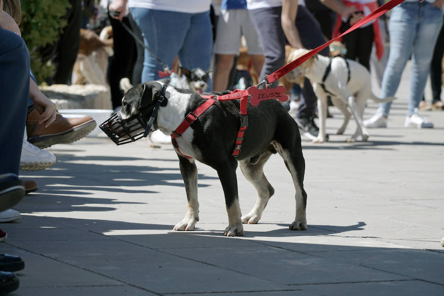 Unos 40 perros de todo tipo han desfilado este domingo en la plaza exterior del Bioparc de Valencia en busca de una familia que los adopte. Se trataba de la 14 edición de esta acción solidaria organizada por A.U.P.A (Adopta Un Perro Abandonado) y BIOPARC Valencia.