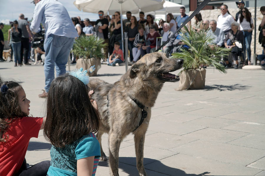 Unos 40 perros de todo tipo han desfilado este domingo en la plaza exterior del Bioparc de Valencia en busca de una familia que los adopte. Se trataba de la 14 edición de esta acción solidaria organizada por A.U.P.A (Adopta Un Perro Abandonado) y BIOPARC Valencia.