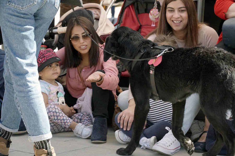 Unos 40 perros de todo tipo han desfilado este domingo en la plaza exterior del Bioparc de Valencia en busca de una familia que los adopte. Se trataba de la 14 edición de esta acción solidaria organizada por A.U.P.A (Adopta Un Perro Abandonado) y BIOPARC Valencia.