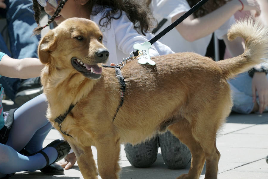 Unos 40 perros de todo tipo han desfilado este domingo en la plaza exterior del Bioparc de Valencia en busca de una familia que los adopte. Se trataba de la 14 edición de esta acción solidaria organizada por A.U.P.A (Adopta Un Perro Abandonado) y BIOPARC Valencia.