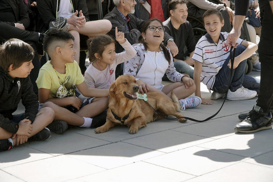 Unos 40 perros de todo tipo han desfilado este domingo en la plaza exterior del Bioparc de Valencia en busca de una familia que los adopte. Se trataba de la 14 edición de esta acción solidaria organizada por A.U.P.A (Adopta Un Perro Abandonado) y BIOPARC Valencia.