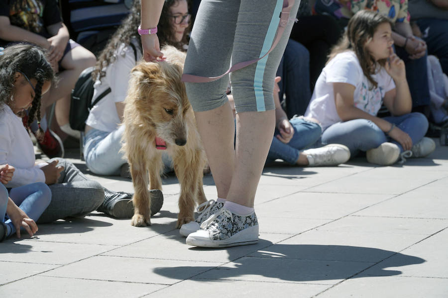 Unos 40 perros de todo tipo han desfilado este domingo en la plaza exterior del Bioparc de Valencia en busca de una familia que los adopte. Se trataba de la 14 edición de esta acción solidaria organizada por A.U.P.A (Adopta Un Perro Abandonado) y BIOPARC Valencia.