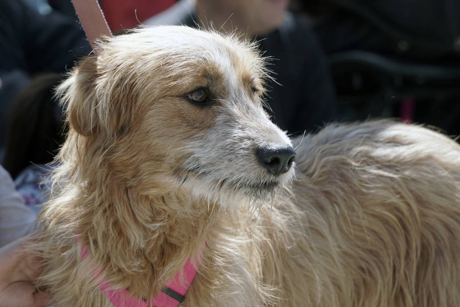 Unos 40 perros de todo tipo han desfilado este domingo en la plaza exterior del Bioparc de Valencia en busca de una familia que los adopte. Se trataba de la 14 edición de esta acción solidaria organizada por A.U.P.A (Adopta Un Perro Abandonado) y BIOPARC Valencia.