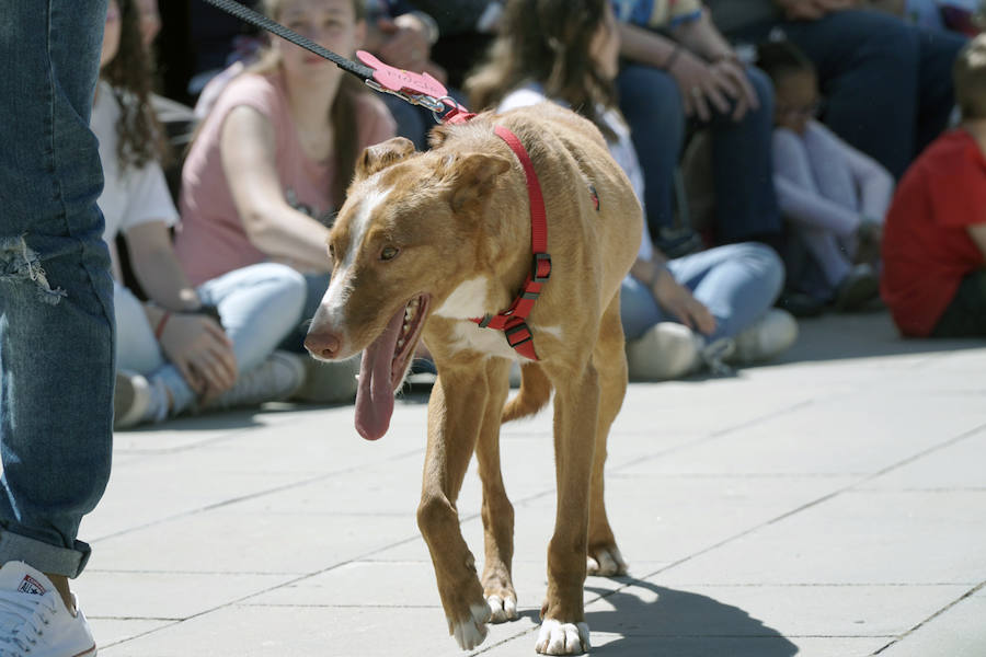 Unos 40 perros de todo tipo han desfilado este domingo en la plaza exterior del Bioparc de Valencia en busca de una familia que los adopte. Se trataba de la 14 edición de esta acción solidaria organizada por A.U.P.A (Adopta Un Perro Abandonado) y BIOPARC Valencia.