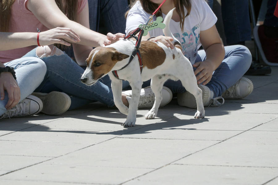 Unos 40 perros de todo tipo han desfilado este domingo en la plaza exterior del Bioparc de Valencia en busca de una familia que los adopte. Se trataba de la 14 edición de esta acción solidaria organizada por A.U.P.A (Adopta Un Perro Abandonado) y BIOPARC Valencia.