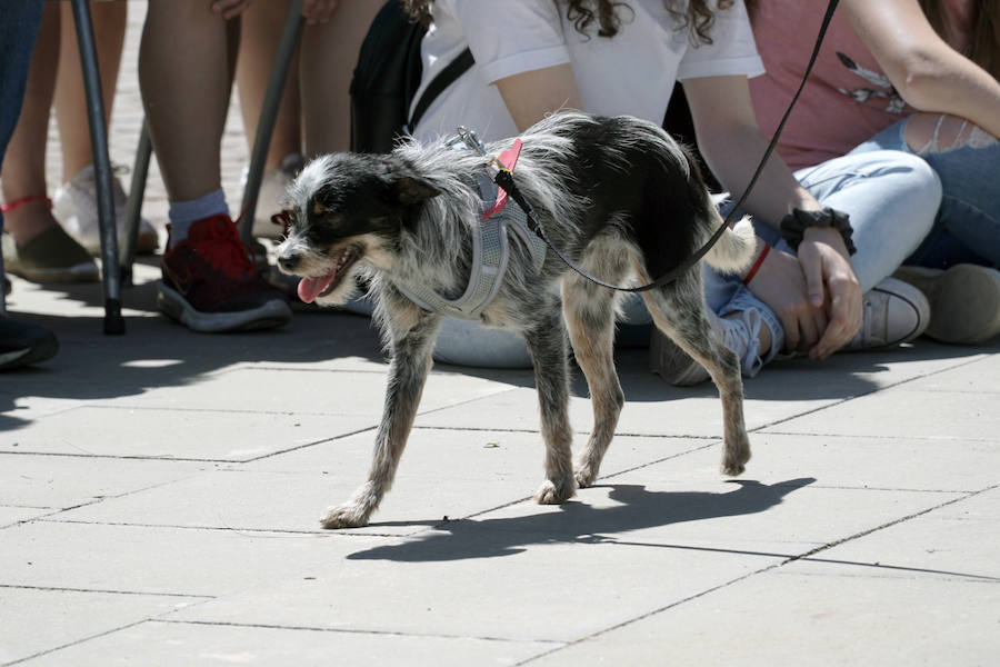 Unos 40 perros de todo tipo han desfilado este domingo en la plaza exterior del Bioparc de Valencia en busca de una familia que los adopte. Se trataba de la 14 edición de esta acción solidaria organizada por A.U.P.A (Adopta Un Perro Abandonado) y BIOPARC Valencia.