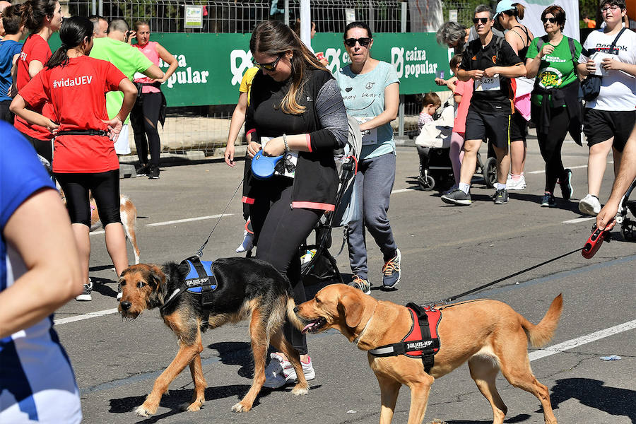 La Volta a Peu ya tiene nuevos vencedores. Los atletas del Cárnicas Serrano, Alberto López y Marta Esteban han sido los más rápidos en sus respectivas categorías y se han alzado con el oro de la prueba con más historia de la ciudad de Valencia. Más de 10.000 personas han participado en una carrera. 