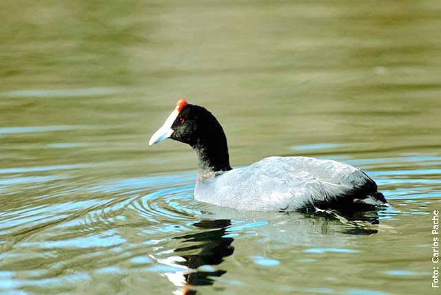 Focha moruna.La especie se extinguió como nidificante durante el siglo XIX, era particularmente abundante en la Albufera. Reintroducida en 1997.