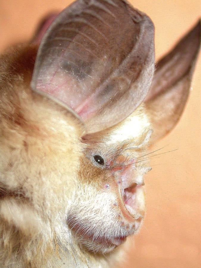 Murciélago de herradura. Situación muy crítica, los últimos censos indican que la población debe de ser inferior a cien individuos, en tres núcleos seguramente incomunicados. 