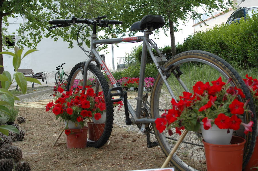 Los aromas y colores de las flores se han adueñado de Aras de los Olmos (Valencia). Durante la primavera, esta localidad situada Los Serranos cubre sus calles, fachadas con cientos de plantas y arte efímero. La exposición de las propuestas presentadas en «Aras en flor» se podrá visitar hasta el 30 de junio Los diseñadores de paisajes han tenido que defender la sostenibilidad, belleza y creatividad de la propuesta. Además de combinar flores y plantas con materiales del entorno utilizados históricamente por los vecinos y vecinas. Esta pequeña localidad del interior de la Comunitat Valenciana aguarda entre montes como un remanso de paz que fue poblado por íberos, romanos y árabes, Incluso, formó parte de la Orden de Montesa en 1318. Y todas estas culturas se han quedado guardadas entre sus callejuelas. 