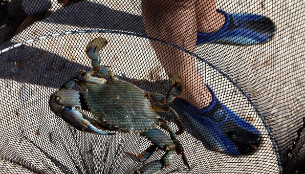 Cangrejo azul en la costa