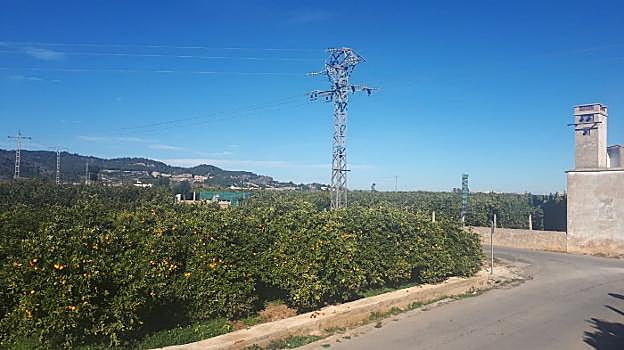 Una parcela de cultivo de cítricos de Tavernes de la Valldigna. 