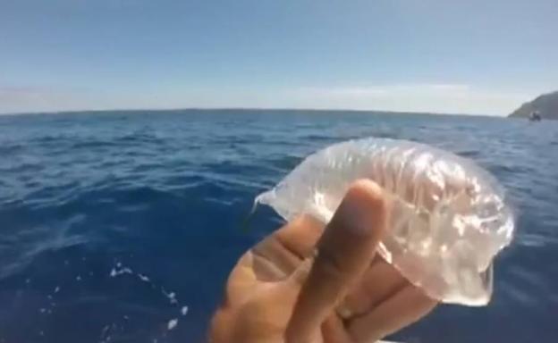 Salpas, en una playa del Mediterráneo.