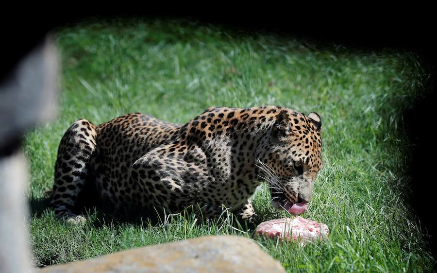 Temperaturas cercanas a los 40 grados en algunas poblaciones y las vacaciones aún lejos para muchos, empujan a los valencianos a buscar fórmulas para combatir el calor. Playas, piscinas y hasta fuentes son buenas para refrescarse. Hasta los animales del Bioparc tienen su ración de helado.