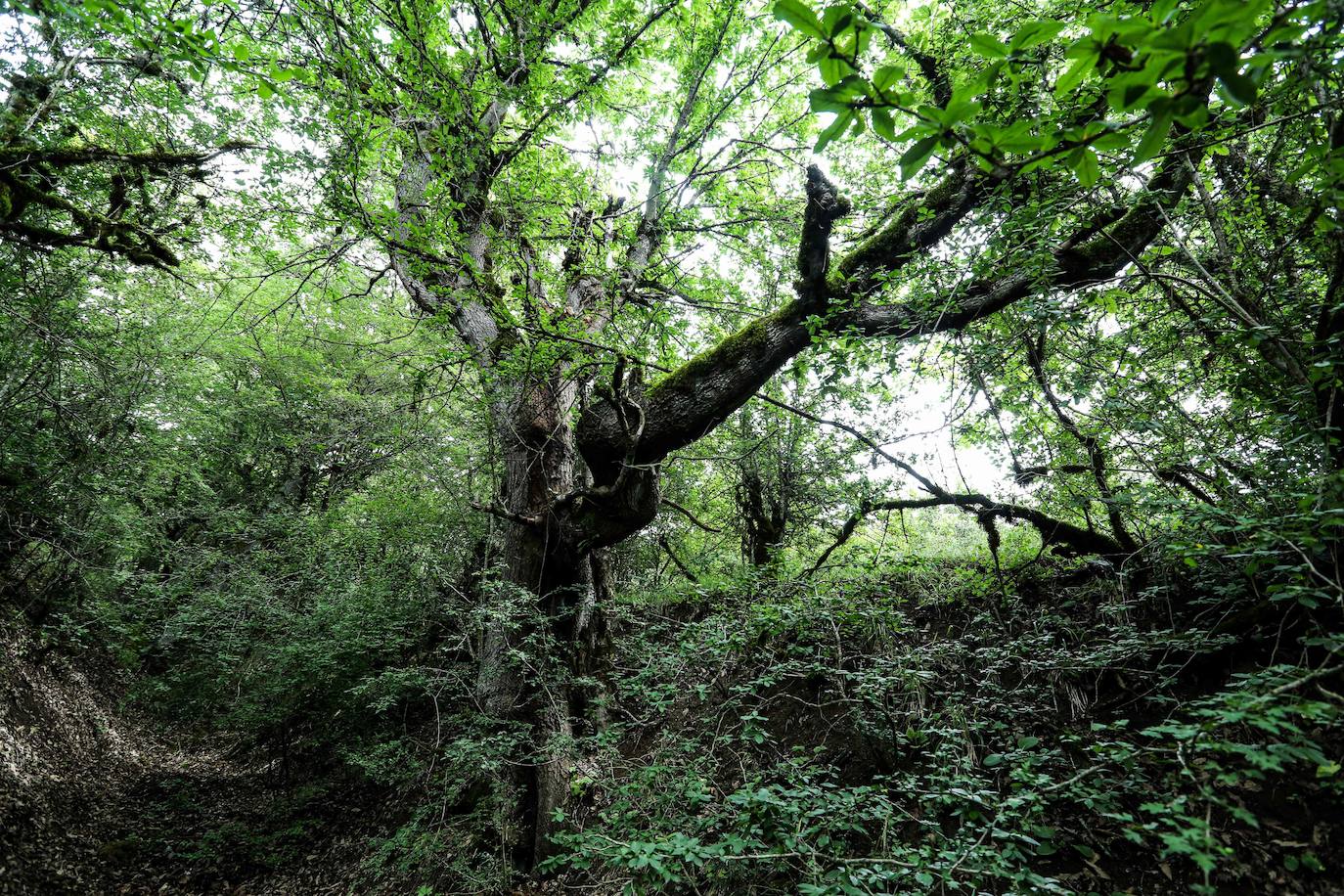 Bosques de Hycranian. La biodiversidad de este paraje ubicado en Irán, entre las montañas de Alborz y el mar Caspio, es la que ha permitido que sea parte de las nuevas maravillas de la Unesco. Está formado por enormes bosques con especies de árboles endémicos que se remontan a 50 millones de años. 