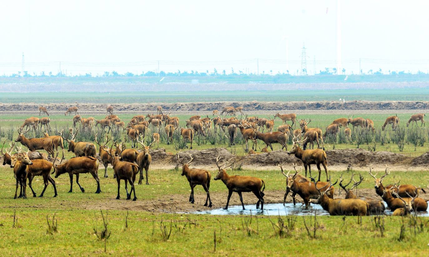 Santuario Elk. La reserva natural Dafeng, ubicada en Yancheng, en la provincia de Jiangsu, al este de China, ha sido incluida en la clasificación del Patrimonio Mundial de la Unesco. Destaca por ser uno de los mayores observatorios de aves migratorias pero, sobre todo, por albergar una importante población de alces.