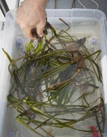 Imagen secundaria 2 - Expertos del CSIC explican el proceso de recuperación de la posidonia en la Bahía de Pollensa (Mallorca).