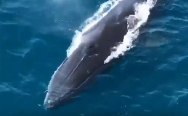 Una de las ballenas grabada entre Dénia y Jávea.