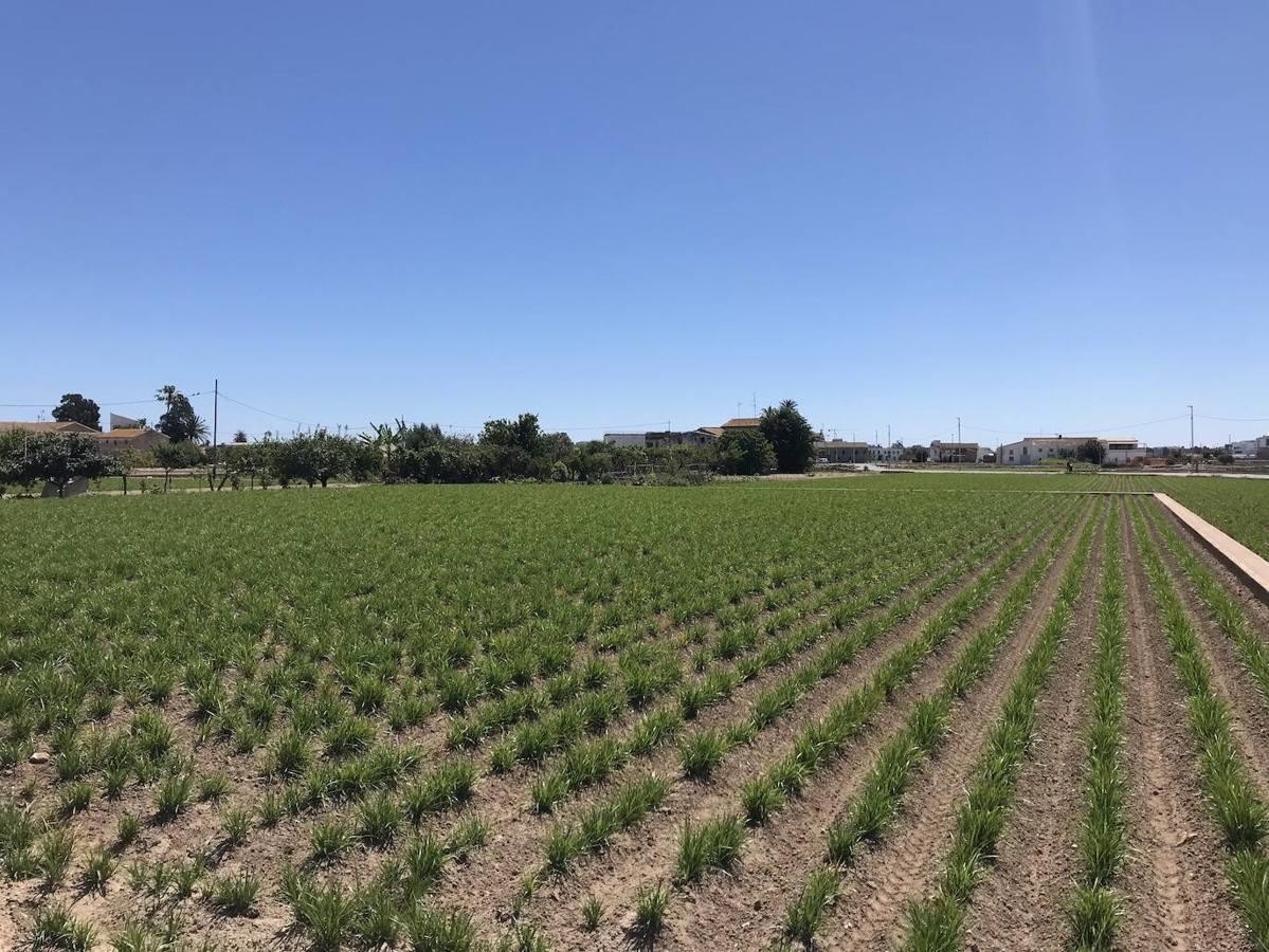 Fotos: Camí de Vera, el pulmón de Benimaclet