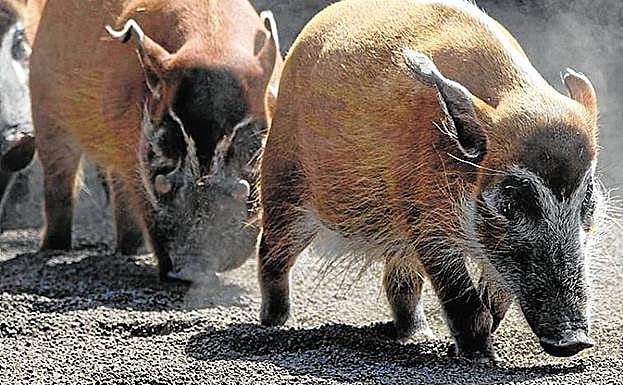 El potamoquero rojo presenta un aspecto peculiar.