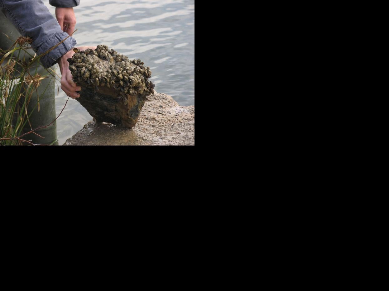 Muestran una piedra infestada de mejillón cebra. 