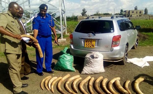 Colmillos de elefante decomisados en Kenia dentro de la Operación Thunderball