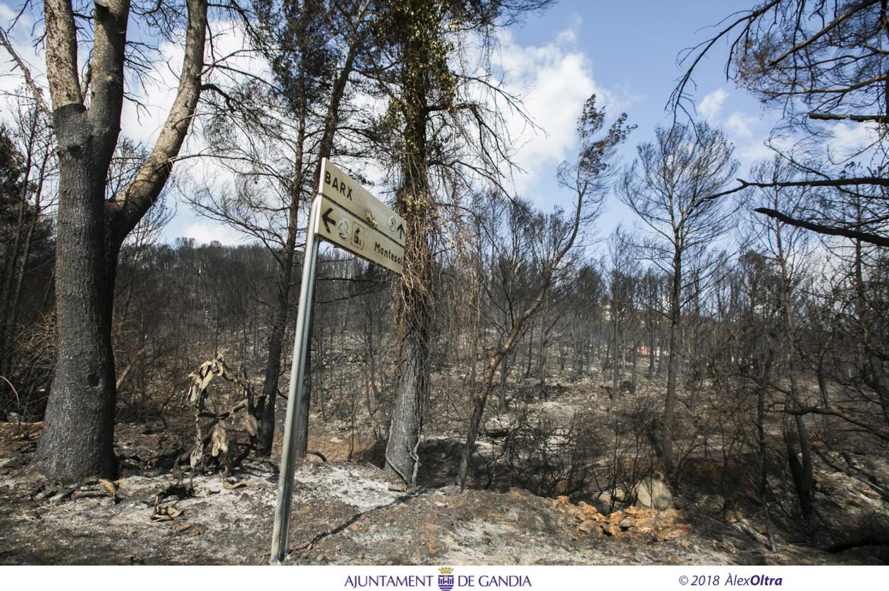 Terrenos forestales calcinados tras el incendio de Marxuquera junto a la CV-675 que une Gandia y Barx. 