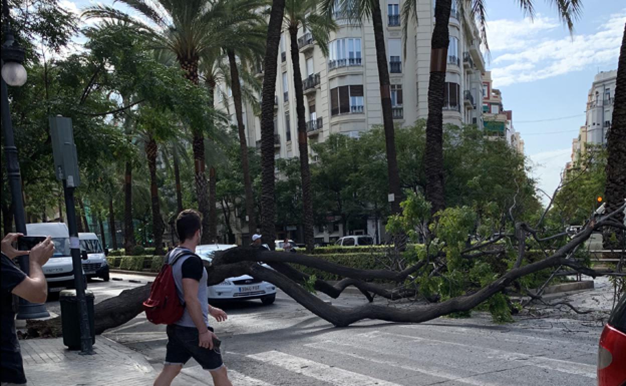 La avenida Reino de Valencia ha cerrado el tráfico ante la caída de un árbol. 