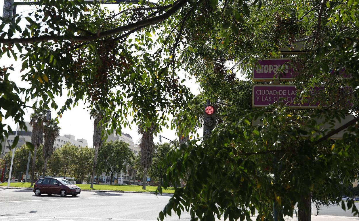 Un semáforo en rojo y varias señales, ocultos por ramas junto a la avenida Pío Baroja.