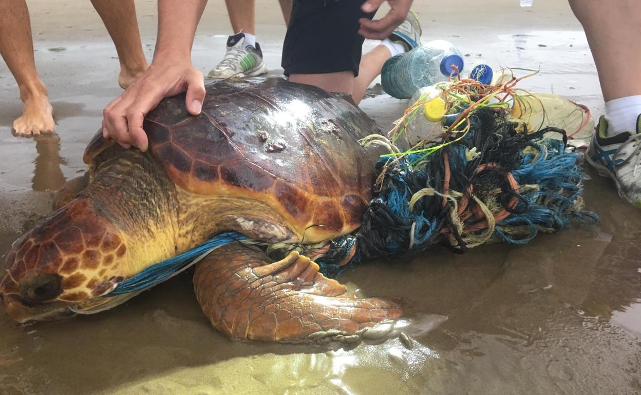 La tortuga, rodeada de plásticos en la Malvarrosa.