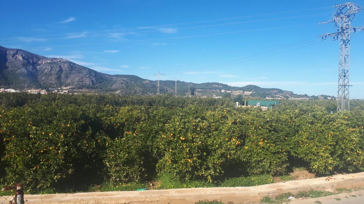 Unas parcelas de cultivo en el término de Tavernes de la Valldigna. 