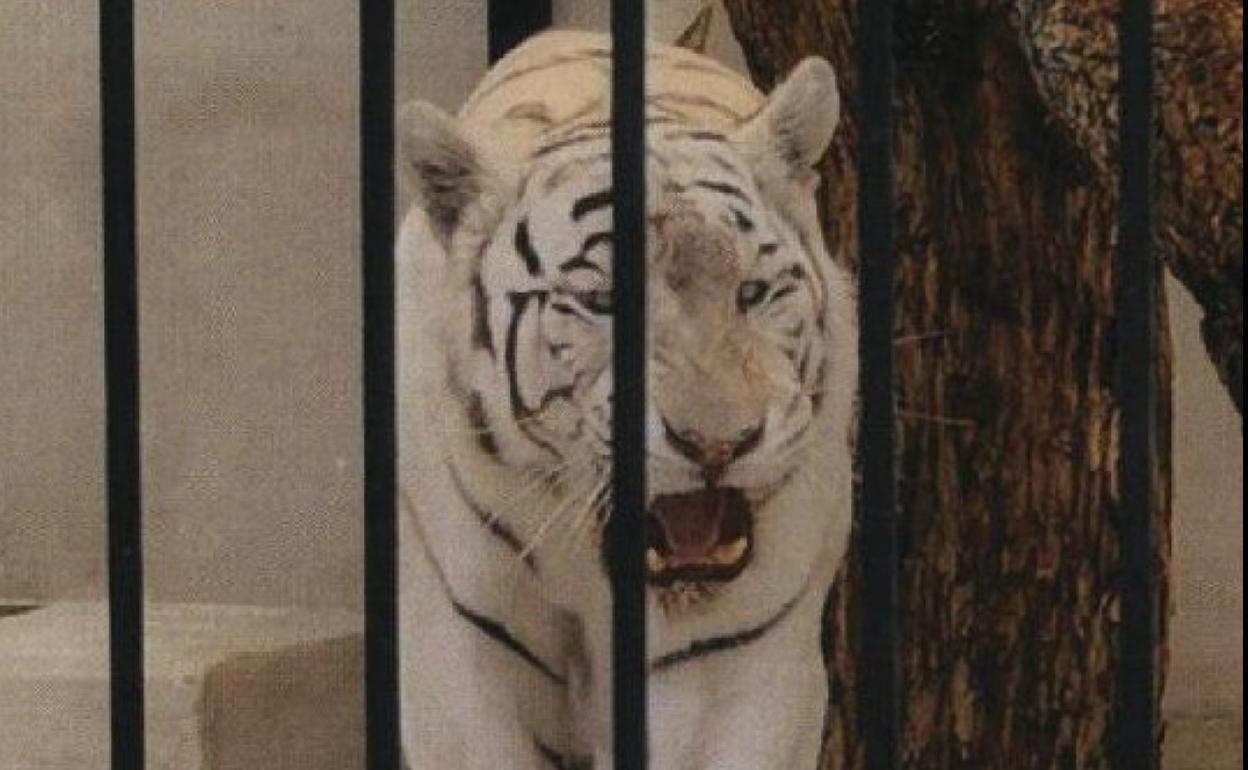 El tigre albino está enjaulado en un espacio del patio, cerca de la piscina. 