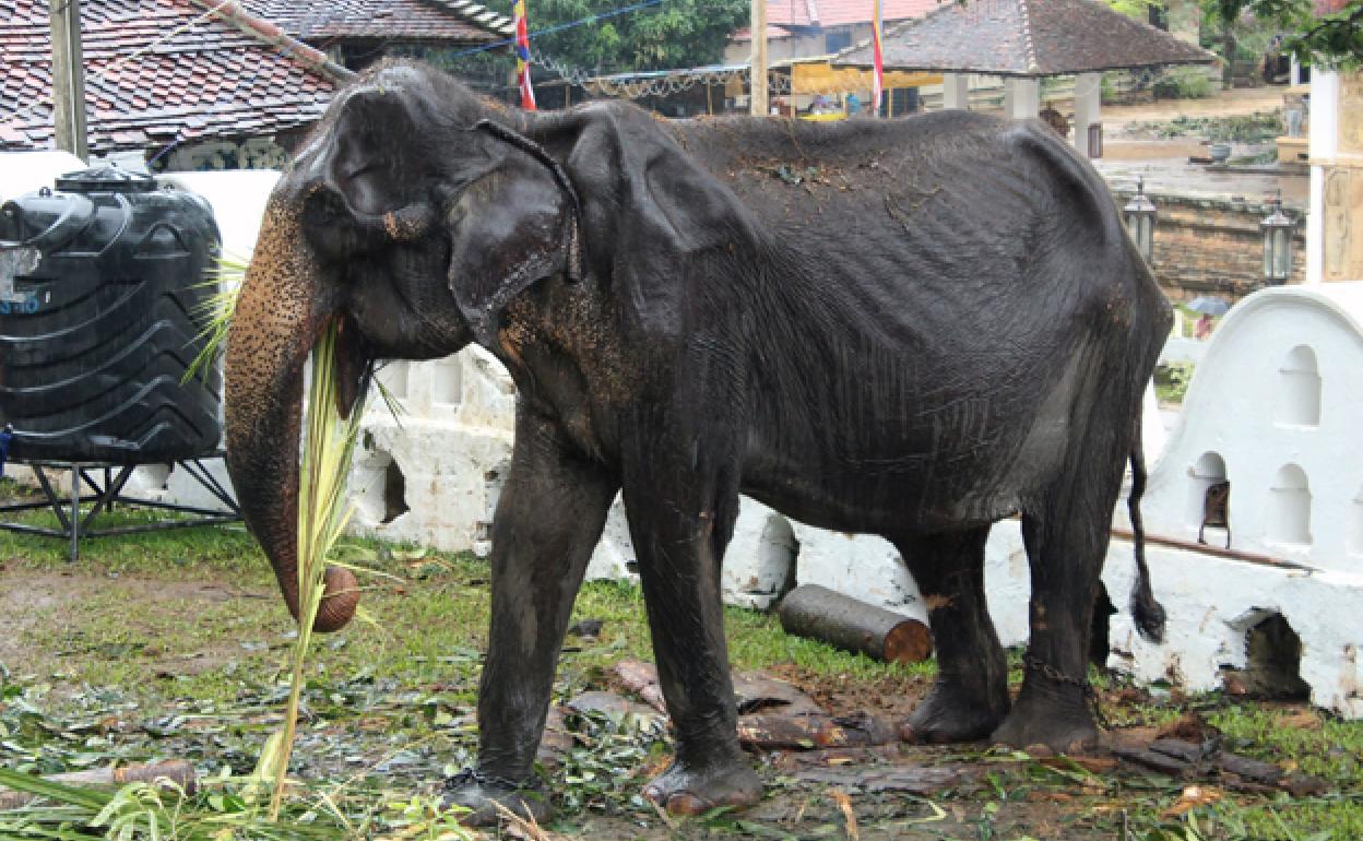 Muere Tikiri, la famosa elefanta que desató la polémica en Sri Lanka