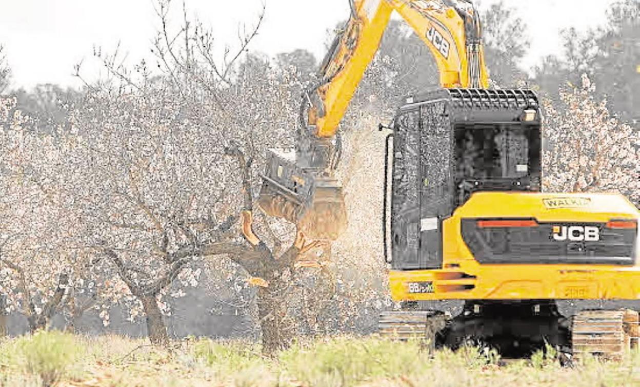 Una máquina arrancando almendros afectados por la Xylella en los campos alicantinos. 