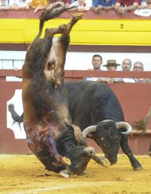 Imagen secundaria 2 - El toro Gordo, en su encuentro con el manso.